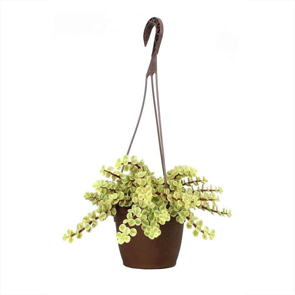 Variegated Portulacaria Afra Live Plants Indoor Plants, Succulents Plants Live Hanging Pl…