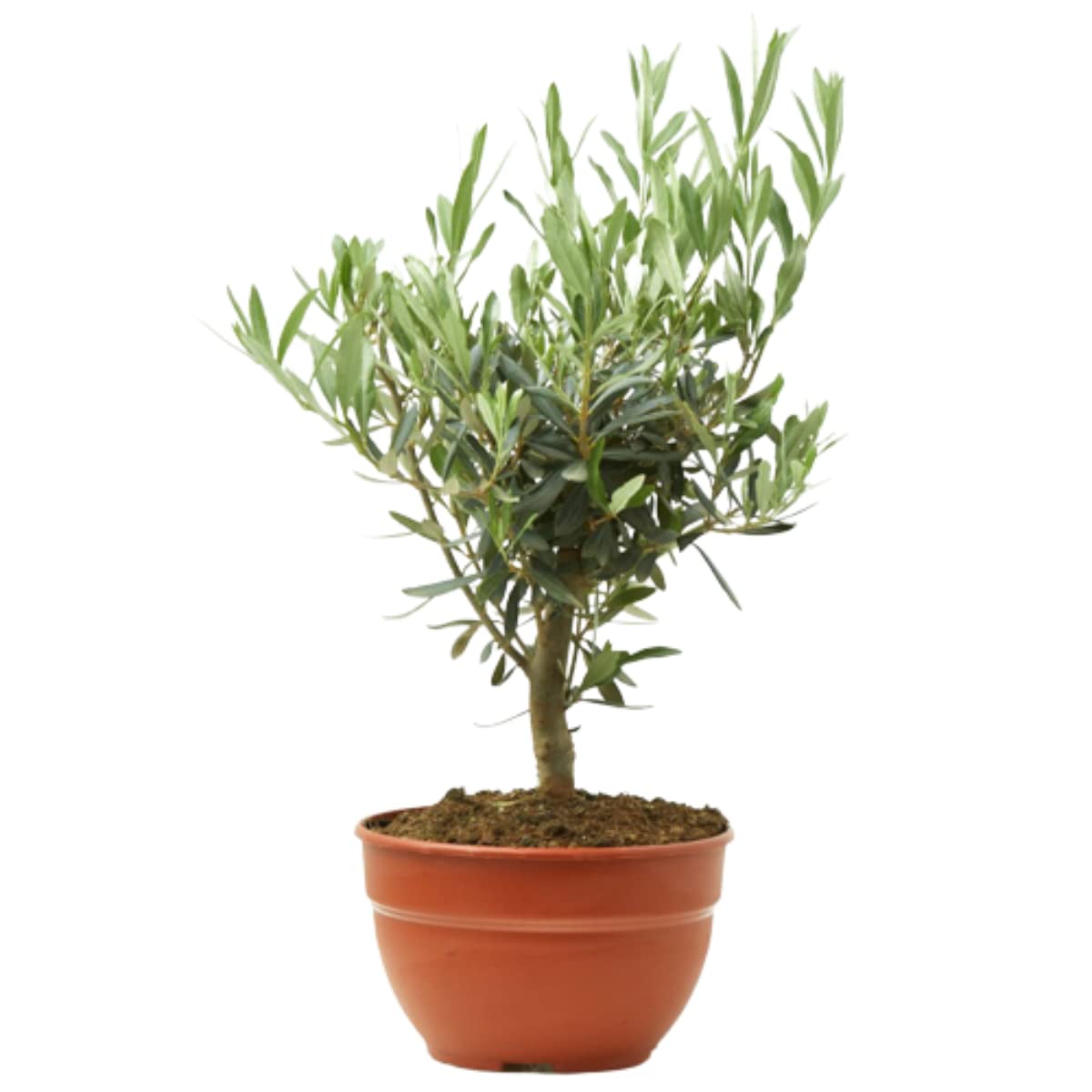 verdecora