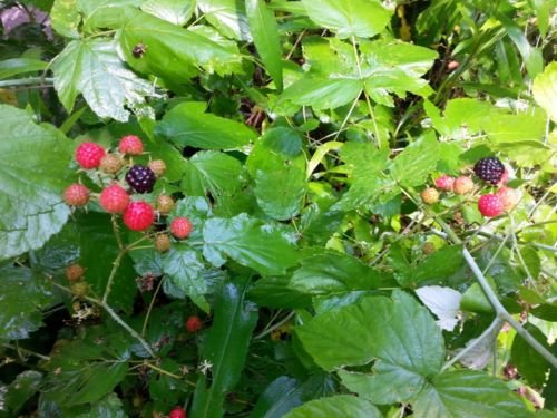 50 Black Raspberry Rubus Fruit Bush Vine Seeds #TOP18