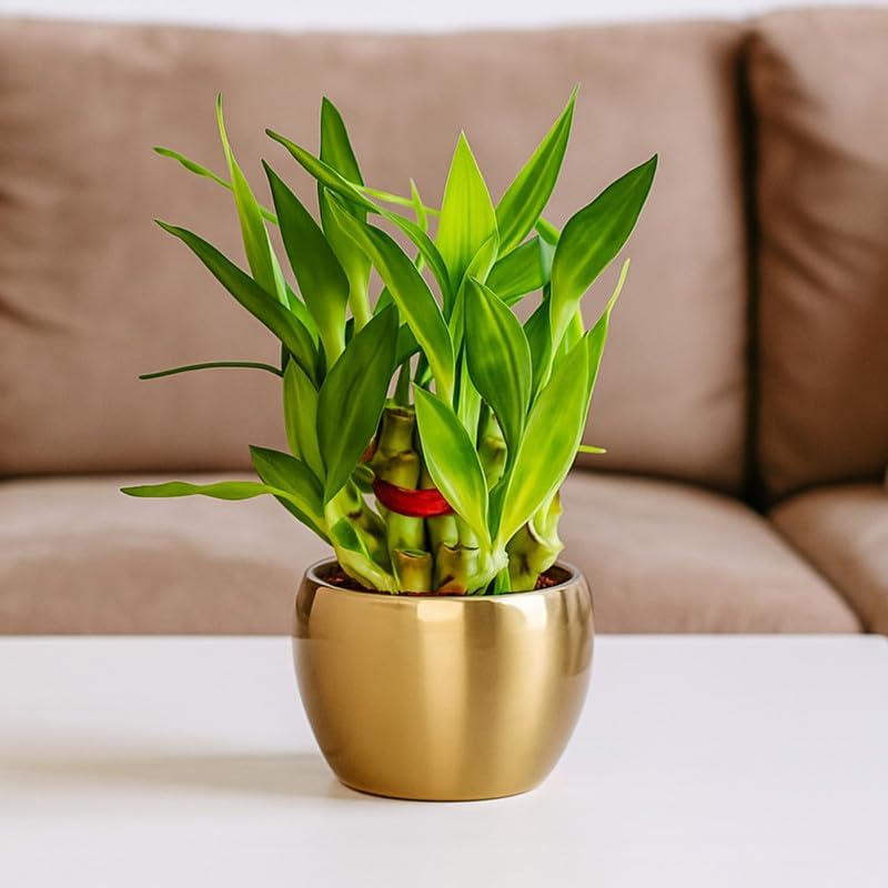 Image of Amulya FARMS Lucky Bamboo 2 Layer Plant in Golden Metal Pot | Indoor Live Bamboo Plant for Home, Living Room, Office, Desk Decoration | Vastu & Feng Shui Good Luck Plants