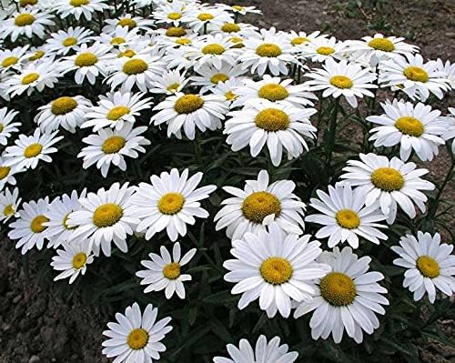 Miniatura 4 de RAISE ME UP Seeds Alaska Shasta Daisy Flores ornamentales gigantes de manzanilla perennes