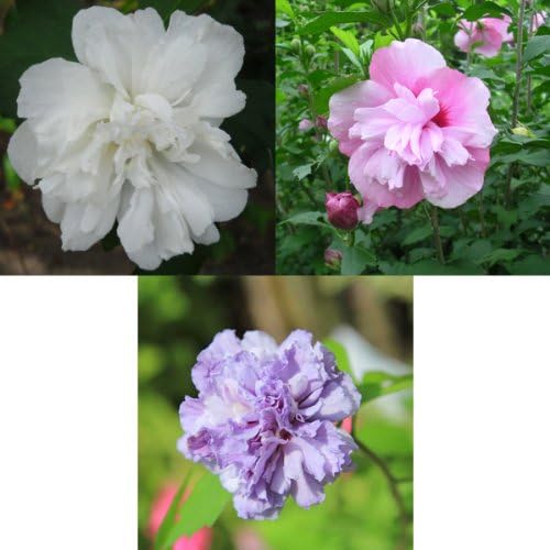 Amazon Co Jp 夏の日差しに映える豪華な花 庭木 ムクゲ 木槿 樹高 約150ｃｍ 全高 約160ｃｍ 白八重 紫八重 ピンク八重 紫八重 Diy 工具 ガーデン