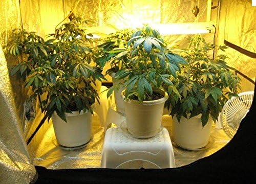 GOWE Window grow tent Dark room.Size 80x80x160CM