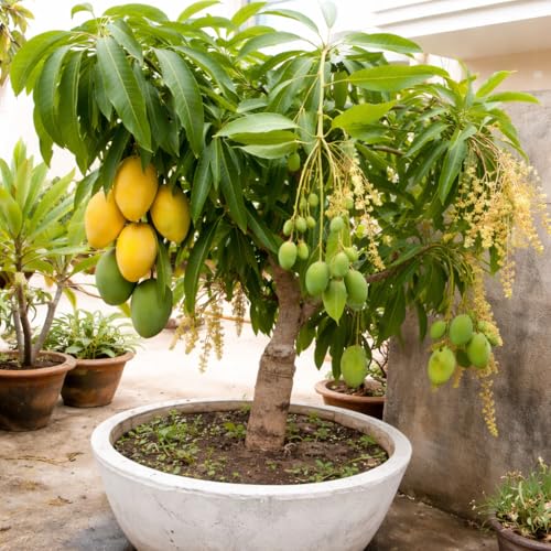 PODAQZT All Time-Mango Plant Live – Grafted Mango Fruit Plant for Home Garden, High Yield Sweet MangoTree, Suitable for Pot & Outdoor Gardening,Fast Growing & High Yield Variety, pack of 1.