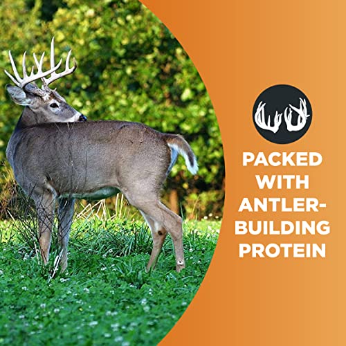 Imperial Whitetail Clover 4 lb semillas de trébol perenne para parcelas de alimento 7