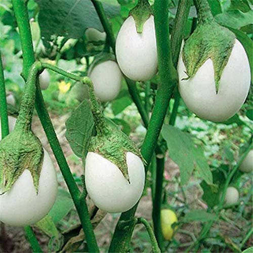 MaliaGarden White Round Brinjal Seed - Round Eggplant Variety Brinjal Vegetable Seeds - Hybrid Seeds For Kitchen Gardening - Pack Of 30 Seeds (B081K3NX3H) Amazon Price History, Amazon Price Tracker