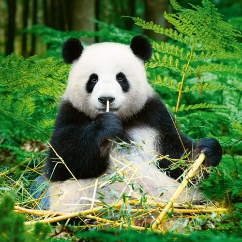 NOTIQUE Wandkalender 2026 Pandas Kalender, Broschürenkalender mit Monatskalendarium, Broschurkalender Kalender 30 x 30 cm (30x60 Geöffnet)