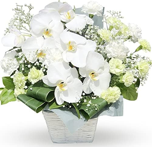 胡蝶蘭専門店らんや 生花 胡蝶蘭アレンジメント S ホワイト ギフトメッセージが必要な方は必ず ギフト設定 をしてください Asw P1572 玄関先迄納品