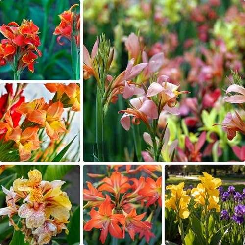 10 Canna Indica Lily Seeds, Perennial Mixed Color Canna Cleopatra