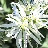 Snow on the Mountain Seeds - Euphorbia Marginata