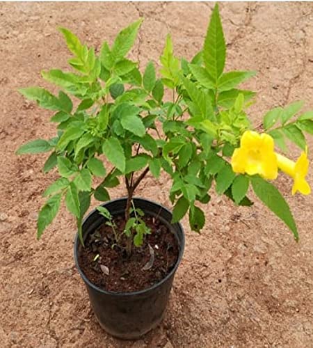 PlantaZee Gori Chori Yellow Bell Yellow Flower Plant