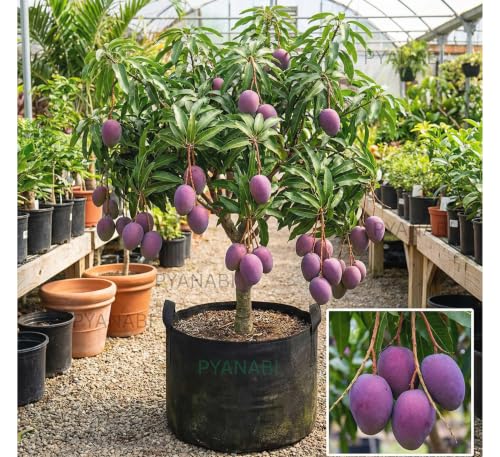 Image of World's Costliest Combo 2 Purple Japanese Miyazaki Mango Plant Original Grafted Fruit Tree Height 1.5-3 Feet Hybrid Plant Fruit In Just 2-3 Years Perfect For Home Gardens Eggs Of Sun