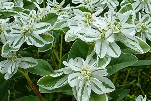 Miniatura 3 de Semillas Nieve en La Montaña Euphorbia Marginata Spurge Flores Anuales No OGM