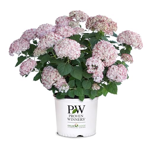 Proven Winners Incrediball Blush Smooth Hydrangea (arborescens) Live Plant 4.5 Qt 4 Pack