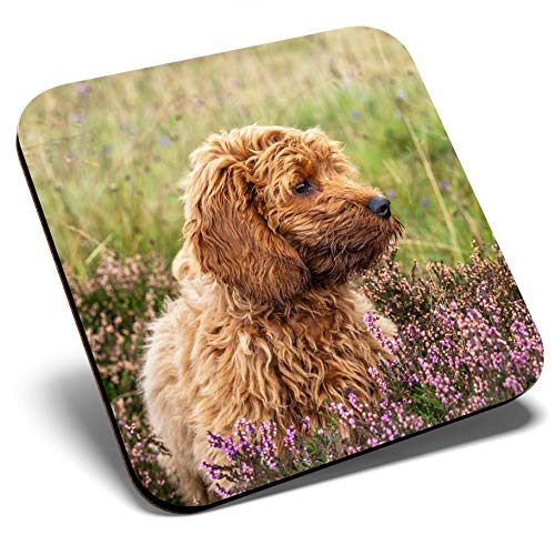 Destination Vinyl Ltd Multicolor Great Single Coaster Square - Fluffy Cockapoo Puppy Dog |Glossy Quality Coasters | Tabletop Protection For Any Table Type #2703