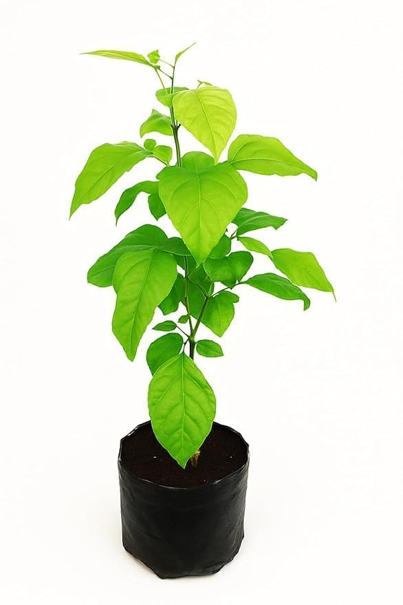 Live Bel Patra Bilva Bael Plant with Pot | Aegle Marmelos Sacred Pooja Plant for Lord Shiva | Medicinal Herbal Fruit Tree for Home Garden Balcony Outdoor Decor | Live Plant Pack of 1-image-2