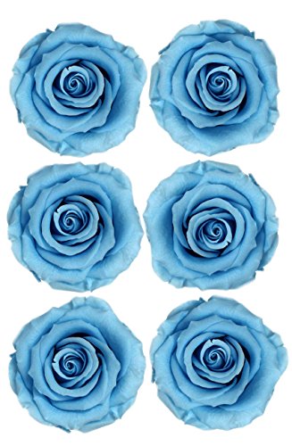 ROSA DORMANT Preserved Roses | Natural Roses That Last for Months - Immortal Blue Roses | Use Instead of Artificial Roses for Arrangements | Preserved Flowers for Gifts | Box of 6 Blue Rose Heads