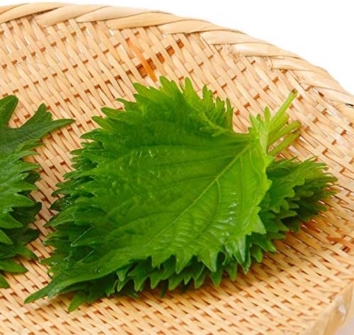 Gaea's Blessing Seeds - Green Shiso Seeds (Perilla), Heirloom Non-GMO Seeds with Easy to Follow Planting Instructions, Kaori Ao Shiso, Open-Pollinated, 94% Germination Rate