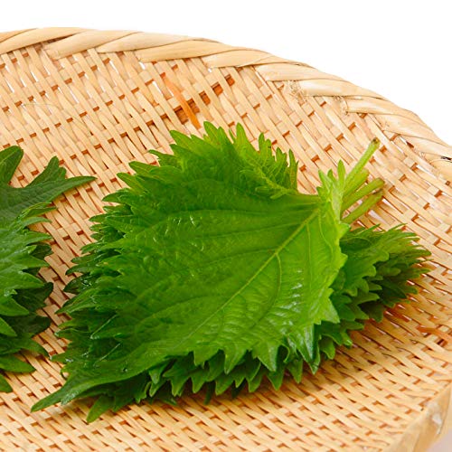 Gaea's Blessing Seeds - Green Shiso Seeds (Perilla), Heirloom Non-Gmo Seeds With Easy To Follow Planting Instructions, Kaori Ao Shiso, Open-Pollinated, 94% Germination Rate #TOP1