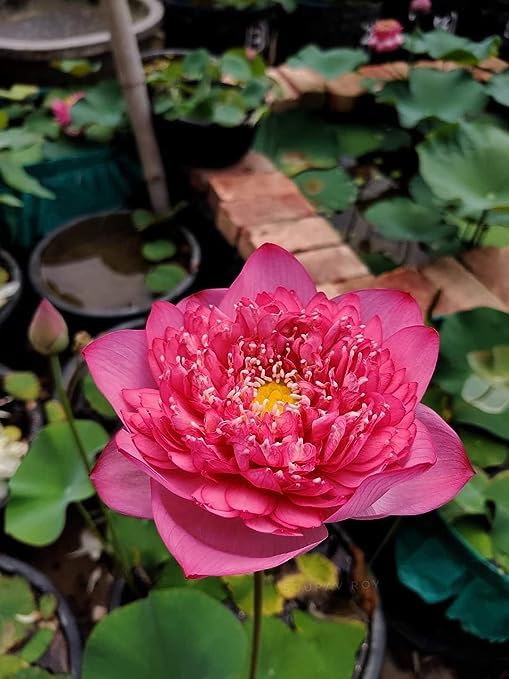G0 Green Flowet Plant for Home