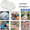 YUNMOE 12PCS Large Natural Scallop Shells 4''-5'' White Sea Shells for DIY Craft Making, Hand Painting, Ocean Themed Party and Home Décor #4