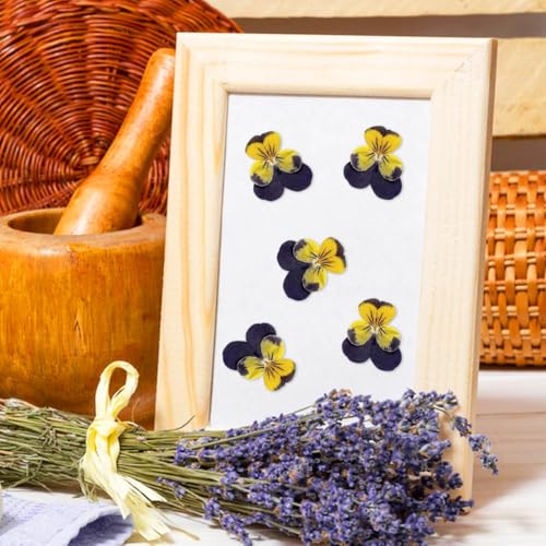 24 Flores Secas Naturales para Manualidades DIY miniatura 4