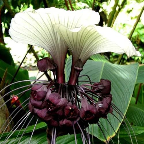 CHUXAY GARDEN Tacca Chantrieri-Black Bat Flower 5 Seeds Striking Landscaping Plant