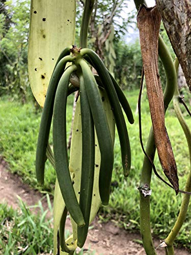 Foto von InterVanilla Südsee Vanilleschoten Vanilla Tahitensis, 10 Stück. 12/13 cm. Premium Vanilleschote. Tolle Alternative zur Tahiti oder Bourbon Vanille