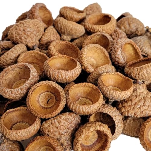 Acorn Caps for Crafts XL Natural Woodland Decor, Scarlet Red