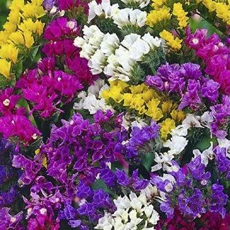 Biocarve Seeds Static Pacific Mix (Limonium)-NM Seeds | Pack Of 1: 2000 Seeds (B09BNLRSZT) Amazon Price History, Amazon Price Tracker