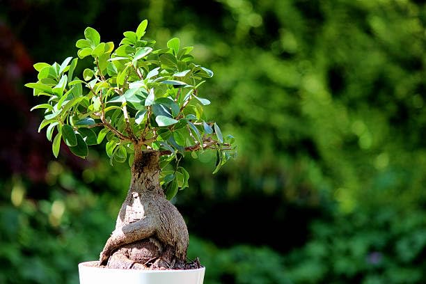 Ficus Microcarpa Chinese Banyan Live Plant, Indoor/Outdoor Ornamental Plant, 15 cm Height, Without Pot-image-48