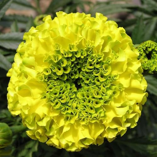 600 piezas semillas de tagetes perennes resistentes - semillas de perennes resistentes,primavera