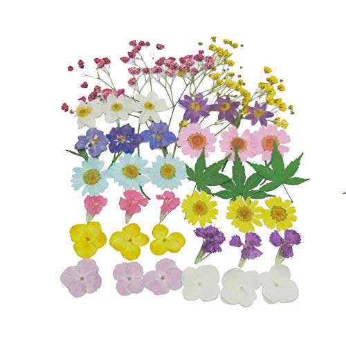 Real Dried Pressed Flowers,Assorted Colorful Natural Dried Flowers for Art Craft DIY Resin