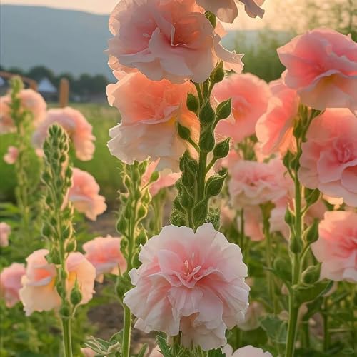 Semi di malvarosa, semi di giardino acquistare semi di malvarosa, decorazioni floreali rare da giardino 550pcs