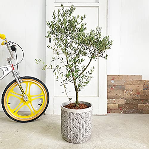Amazon｜オリーブ ファイバーセメント鉢植え シルバーグレー 観葉植物