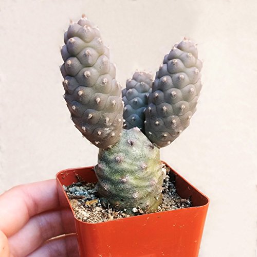 Tephrocactus Articulatus Pine Cone Cactus (2 Inch) #TOP1