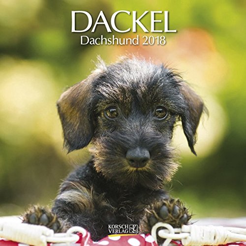Dackel 2018: Broschürenkalender mit Ferienterminen. Hunde-Kalender. 30 x 30 cm