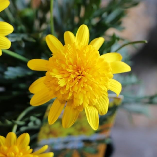 Amazon.co.jp: 八重咲き ユリオプスデージー ビーデル 3〜3.5号ポット