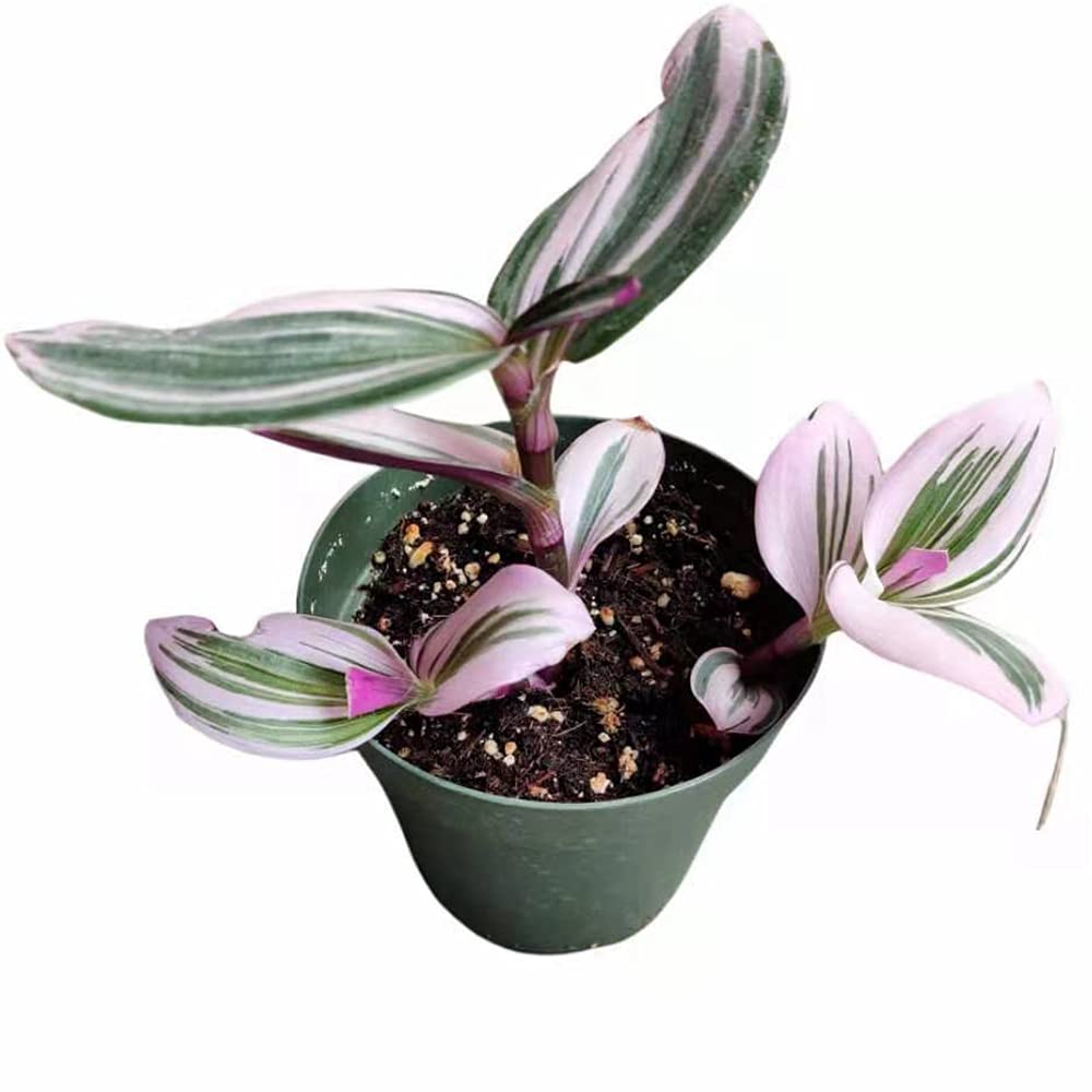 USKC Live House Plant Tradescantia Nanouk 4 inch Pot