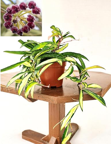 POWERS TO FLOWERS - HOYA WAIETII VARIEGATA, pianta vera