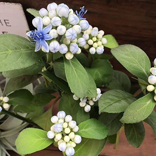 碧の瞳 常緑アジサイ 地植えに 紫陽花 ガーデニング
