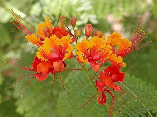 Caesalpinia pulcherrima Pride-of-Barbados jocad (5 Seeds)