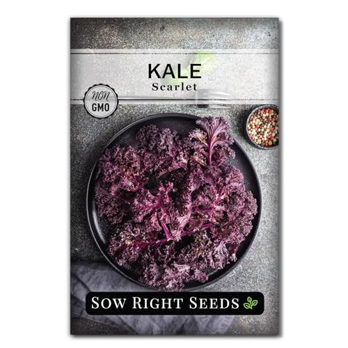 Sow Right Seeds - Scarlet Kale Seeds for Planting - Non-GMO Heirloom Packet with Instructions to Plant & Grow an Outdoor Home Vegetable Garden - Curly Kale - Homegrown Superfood - Make Kale Chips (1)