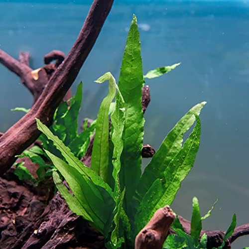 SubstrateSource Java Fern Live Aquarium Plants - Tall 8-12 Inch Bare Root Freshwater Plant for Fish Tanks - Beginner Friendly, Low Light (Java Fern, Large)