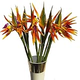 Calcifer 31.50 "real Touch de ave del paraíso Artificial ramo de flores para casa jardín decoración/decoración para boda fiesta, Rojo, Package Quantity: 1 Stem