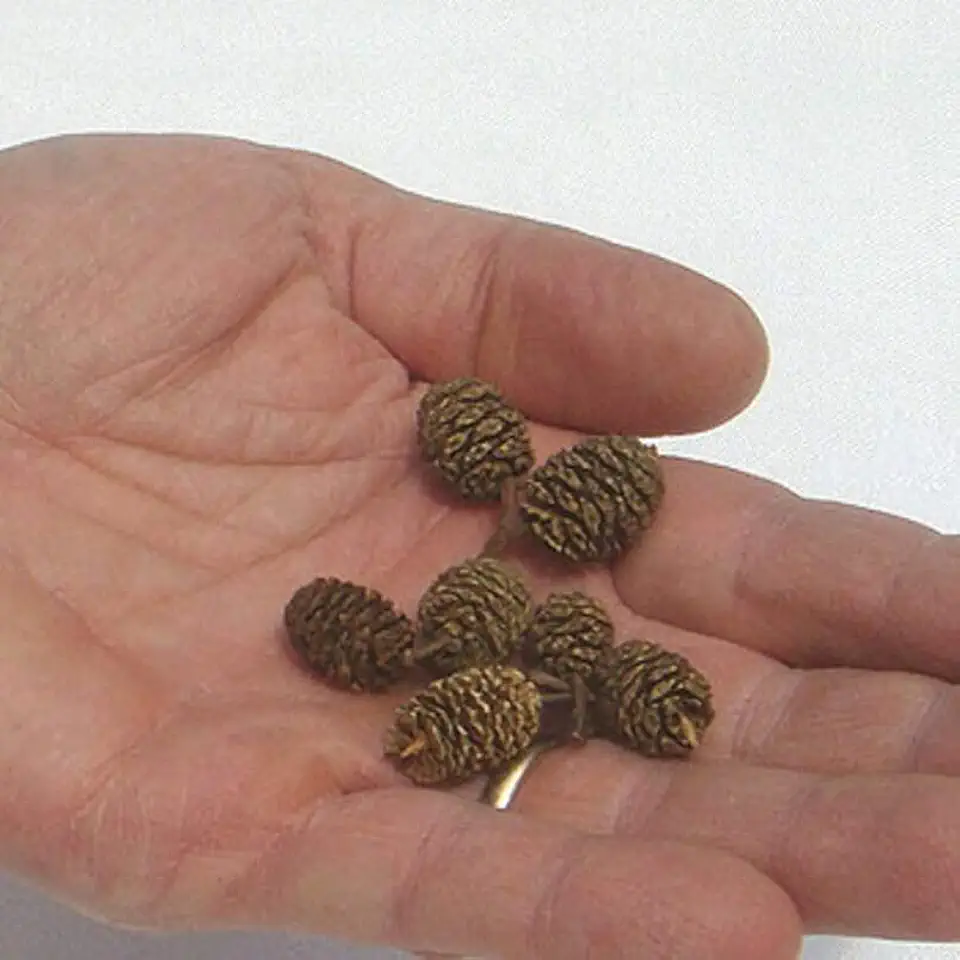 Mini Red Alder Pine Cones — 20 Pack