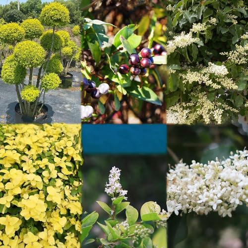 semillas de seto de aligustre - resistentes resistentes para jardín balcón techo verde perennes Decoración 200pcs