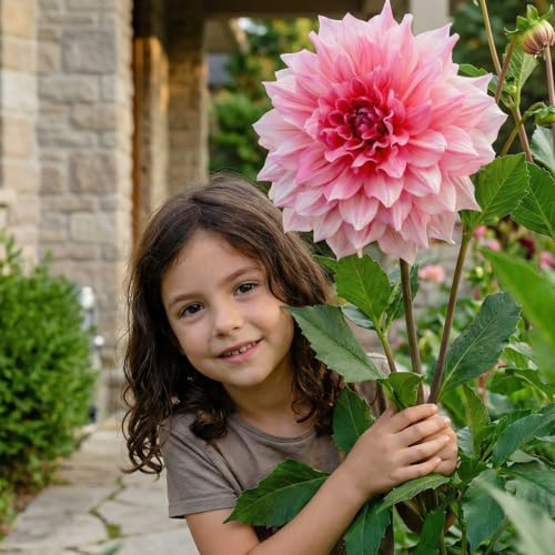 Dahlias Bulbes Collection Dinnerplate Rose - 5 Bulbes de Fleurs à Planter Exterieur - Plante Exterieur Jardin - Naturelle Plantes de Hollande (pas de graines, non artificielle)