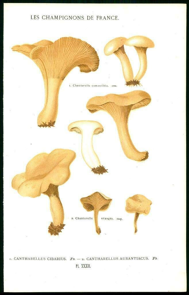 1870 Lithograph Botanical CANTHARELLUS CIBARIUS AURANTIACUS Fungi Mushroom (32)
