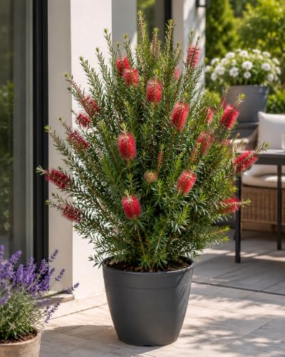 Callistemon Captain Cook 80100 cm Australischer Flaschenbürstenstrauch | Zylinderputzer & Pfeifenputzerstrauch | Immergrün rote Blüten bienenfreundlich Kübel- & Gartenpflanze